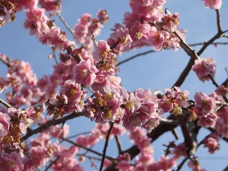 今年も満開