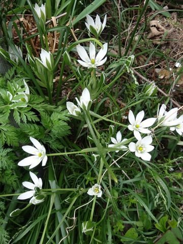 あまなの花 L 歳時記したら