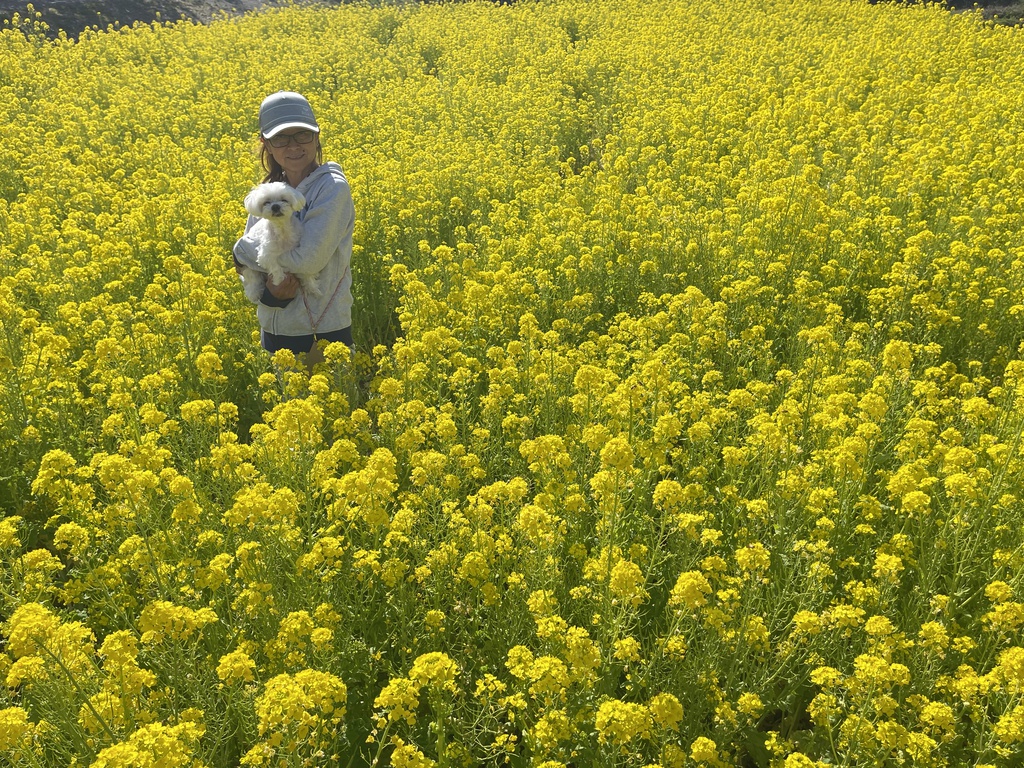 菜の花畑