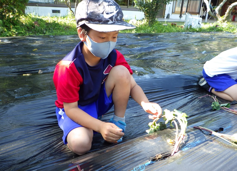 ビワ狩りとさつまいものつるさし