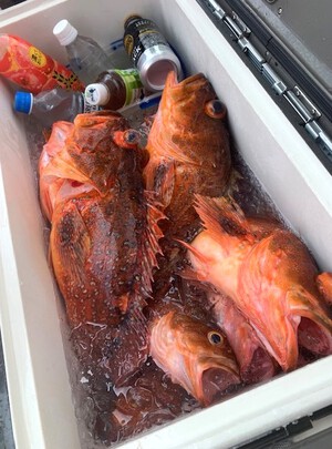 ５月２６日（日）の釣果