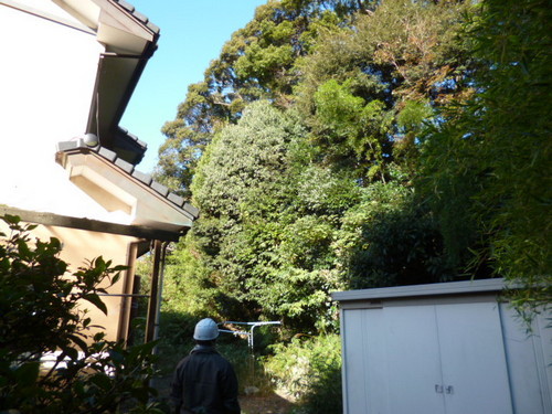 迫り来る樹木からお住まいを救う！！