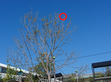 鳥の囀り