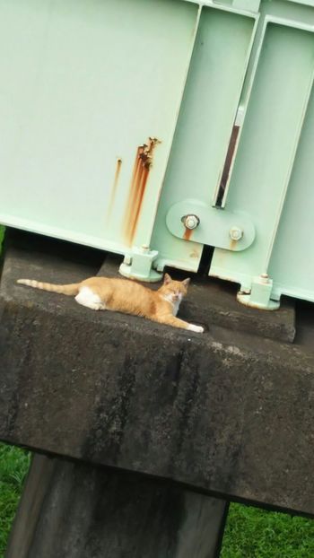 橋の主？