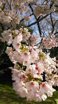 お花見*蜆塚公園 2017/04/13 22:52:57