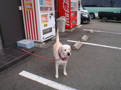 シェリーの恋…？？！