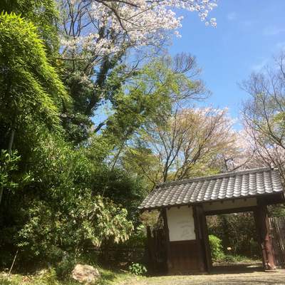 新緑と桜満開の浜松城公園♪