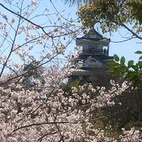 新緑と桜満開の浜松城公園♪