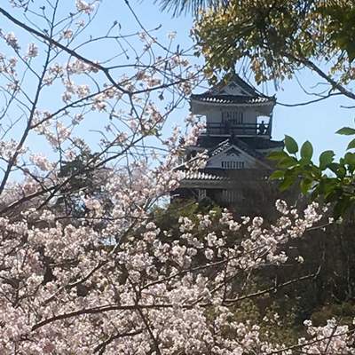 新緑と桜満開の浜松城公園♪