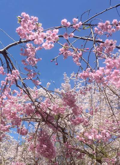 新緑と桜満開の浜松城公園♪