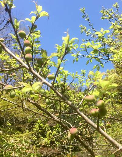 新緑と桜満開の浜松城公園♪