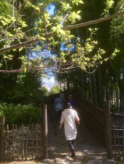 新緑と桜満開の浜松城公園♪