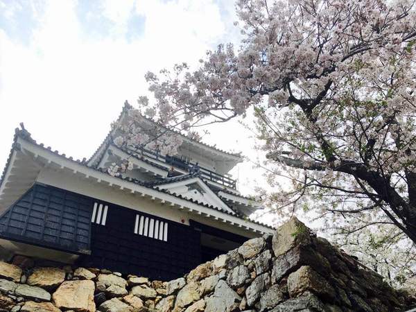 浜松城公園の満開の桜♪
