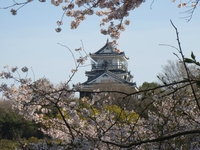 桜の情景@浜松城公園♪