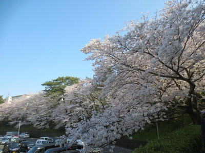 桜の情景@浜松城公園♪