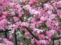桜の情景＠山崎川♪