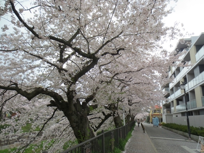 桜の情景＠山崎川♪
