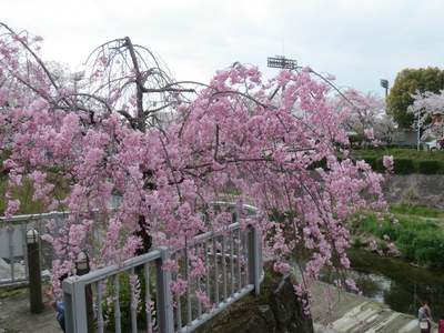 桜の情景＠山崎川♪