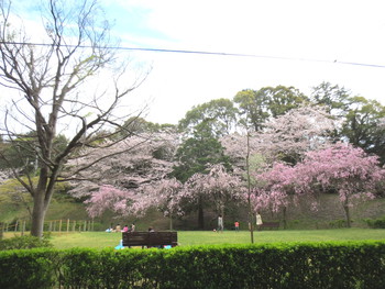 天守門完成の浜松城にお花見に♪