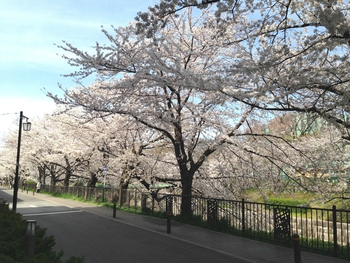 日本のさくら名所100選　山崎川♪