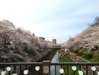 日本のさくら名所100選　山崎川♪