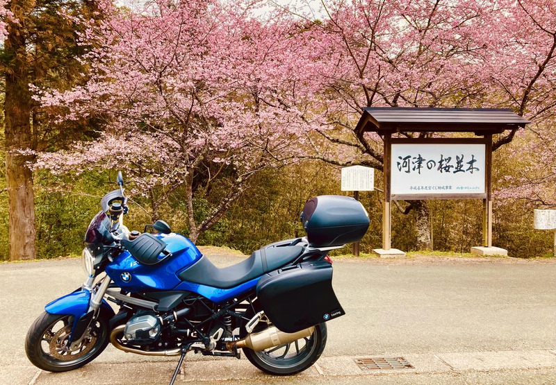長篠河津桜並木