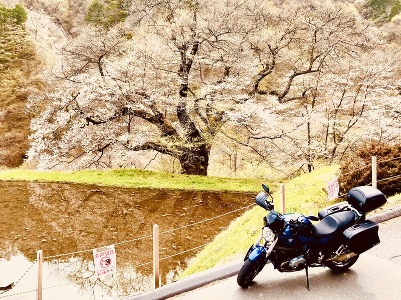 駒つなぎの桜 安い 駐車