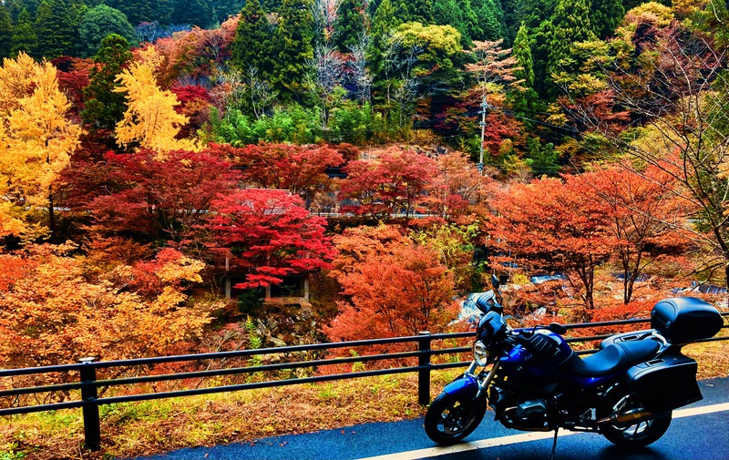 「大井平公園」紅葉情報！2024年11月14日
