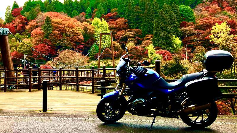 「大井平公園 風のつり橋」紅葉情報！2024年11月14日