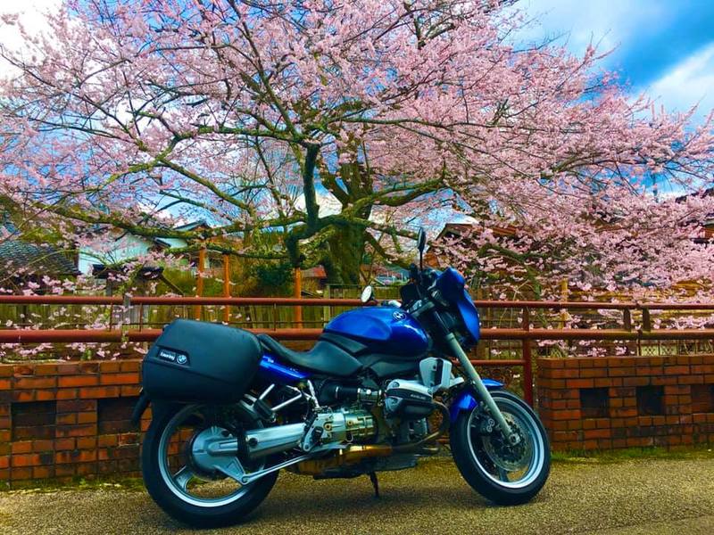「遠山の金さん」でおなじみ遠山桜