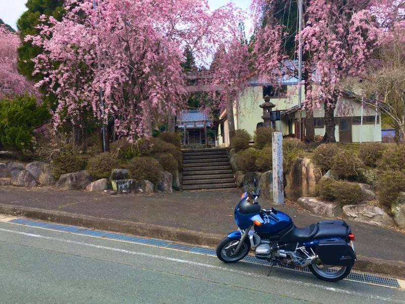 豊根村八幡神社 枝垂れ桜まだ満開です！