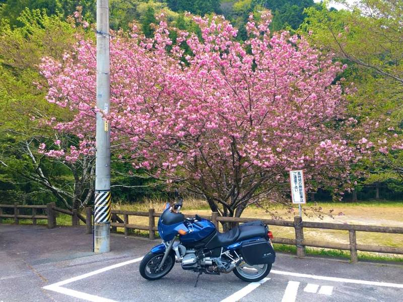 「レフトハウスとうえい」の寒桜