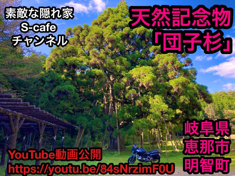 天然記念物「団子杉」