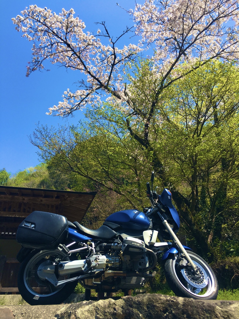 鳳来寺駐車場の桜