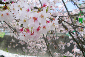 さくらがつづく段子川