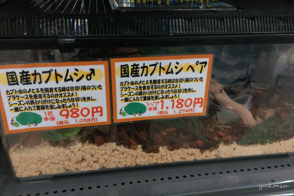 ギラファノコギリクワガタ