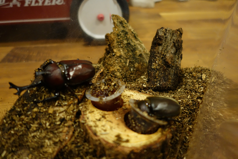 カブトムシ!
