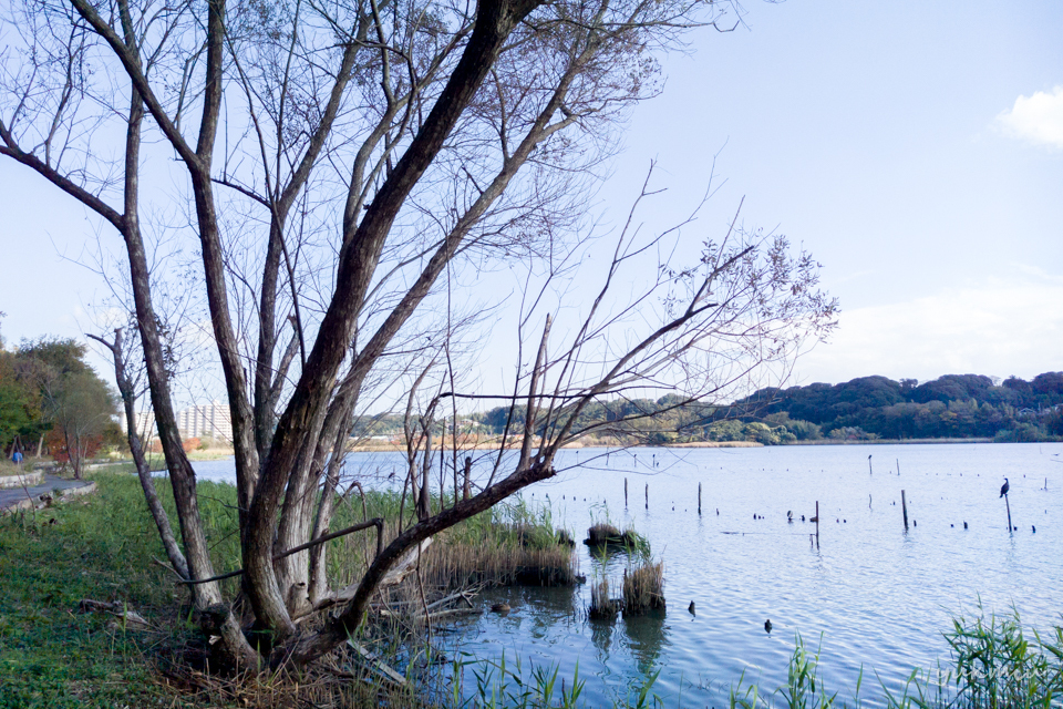 佐鳴湖さんぽ
