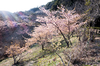 河津桜を見ながらジョギング