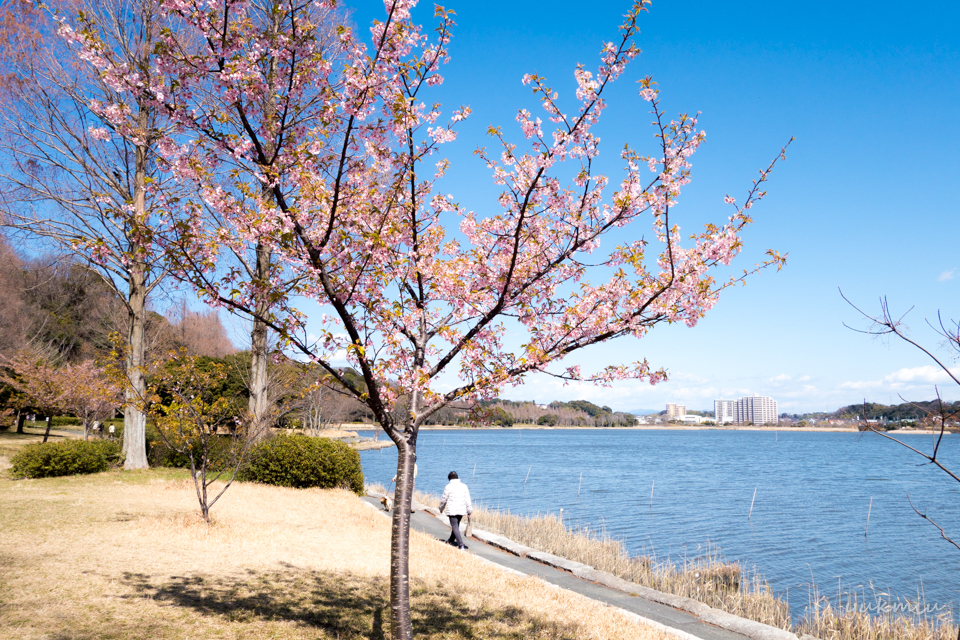 佐鳴湖公園の桜