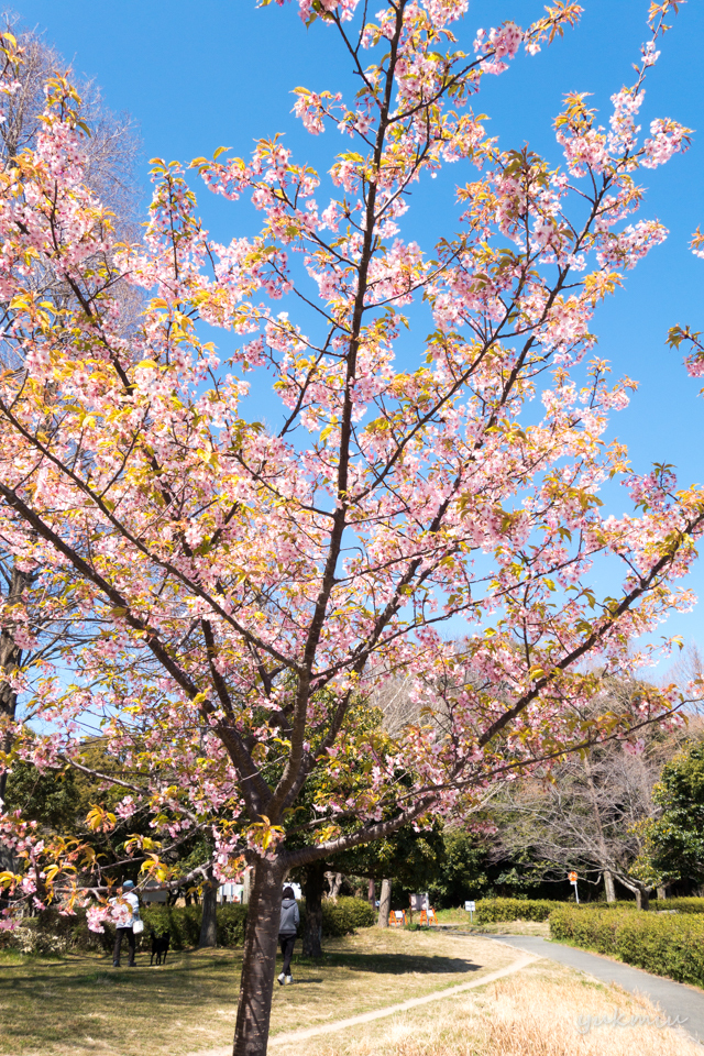 佐鳴湖公園の桜