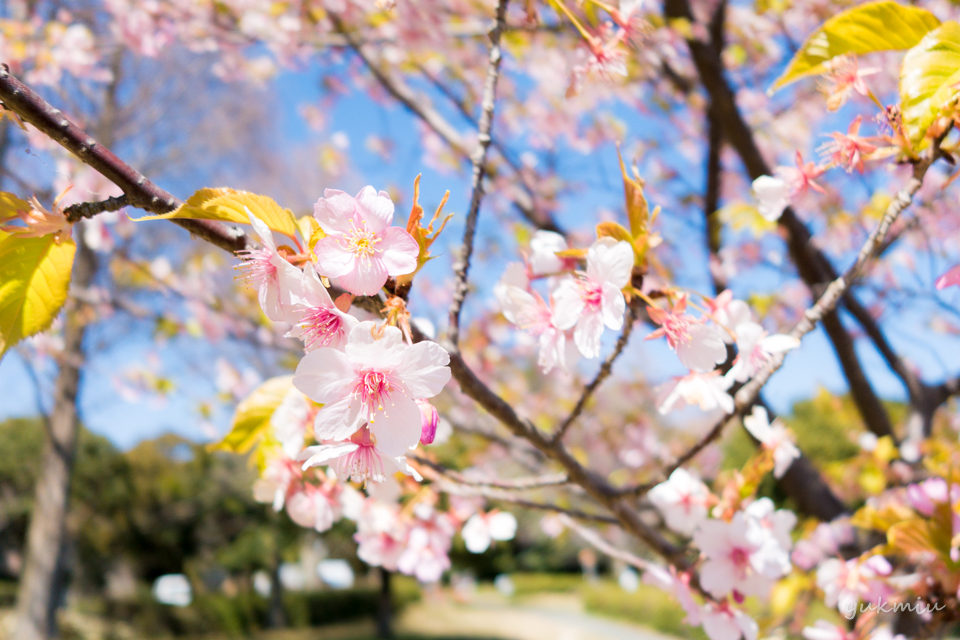 佐鳴湖公園の桜
