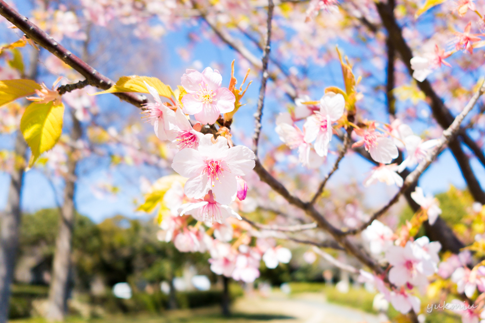 佐鳴湖公園の桜
