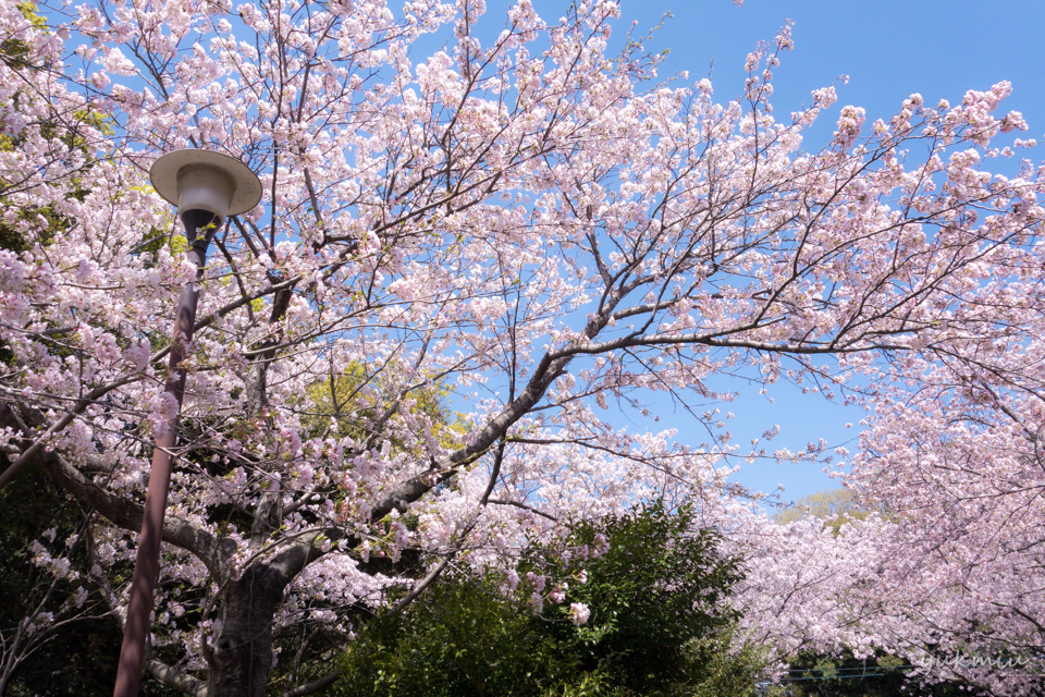 桜とアウディー