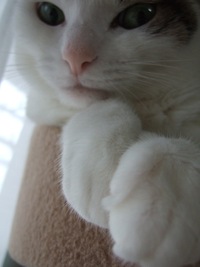 三毛猫マオさん 2013/11/01 09:00:00