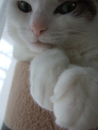 三毛猫マオさん