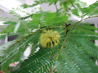 エバーフレッシュの花