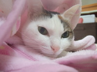 三毛猫マオさん 2014/02/28 09:00:00