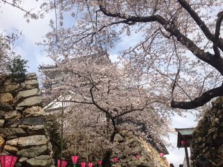 お花見