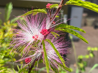 ネムの花